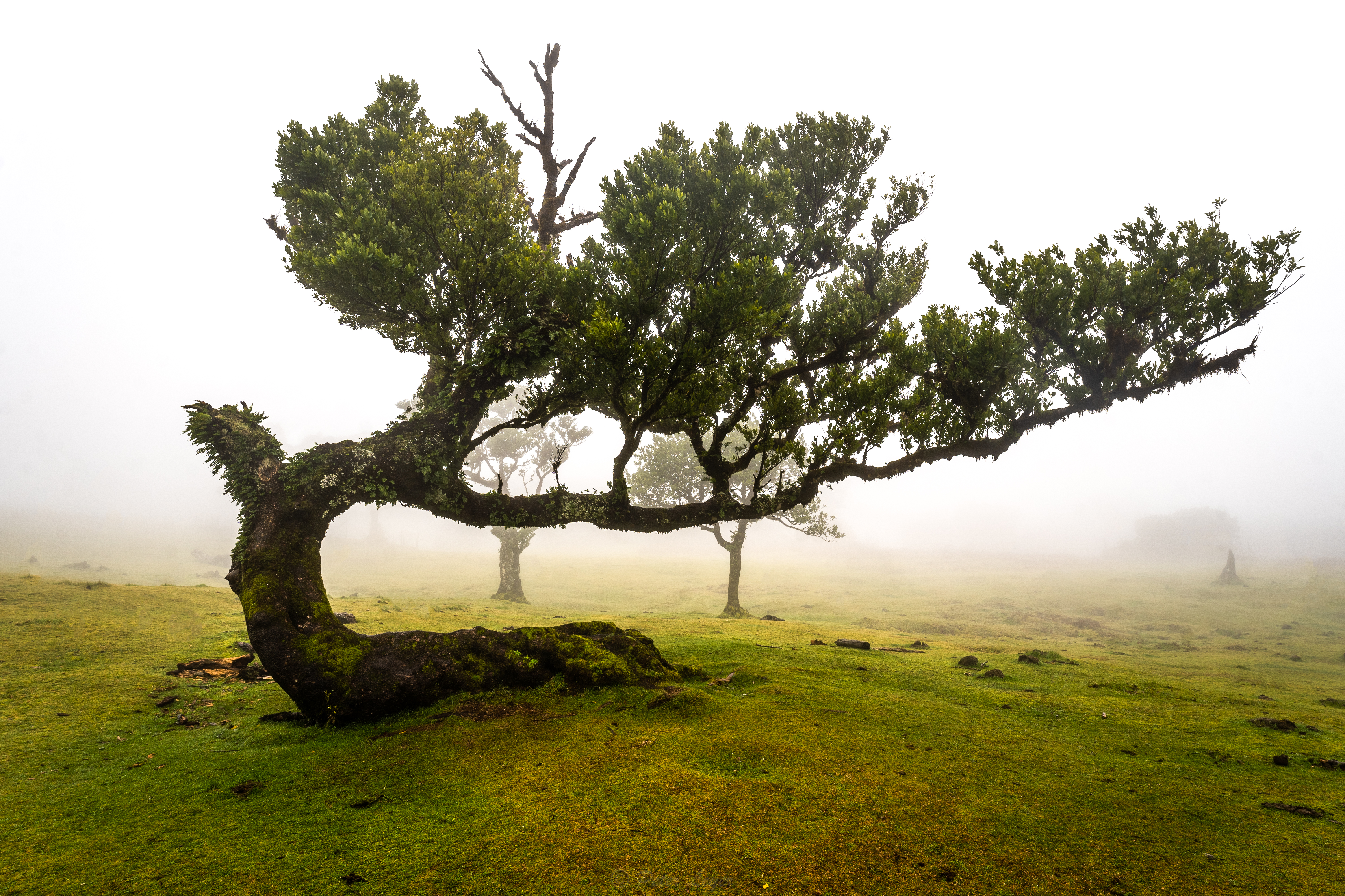 Fanal forest 600 year old laurel trees twisted gnarled trunks fog mist UNESCO World Heritage Laurisilva fairy tale atmosphere Madeira West